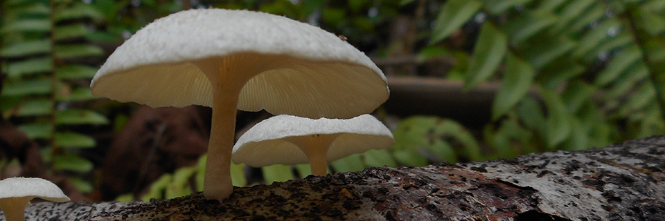 Fungi of Malaysian Borneo